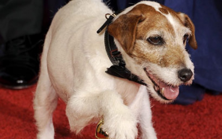 Uggie, el perro de 'The Artist', favorito de los Oscar caninos
